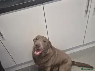 Labrador Retriever dogs Silver female labrador - Advert 1