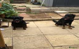 Rottweiler dogs for sale: Rottweiler puppies  - Image 9