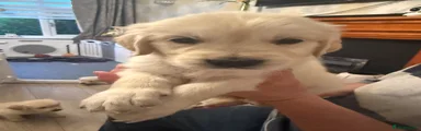 Golden Retriever 4
