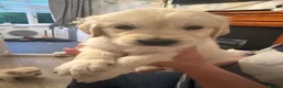 Golden Retriever dogs for sale: 8 beautiful golden retriever puppies - Advert 17