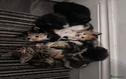 Mixed Breed cats for sale: 5 beautiful kittens for sale  - Image 6
