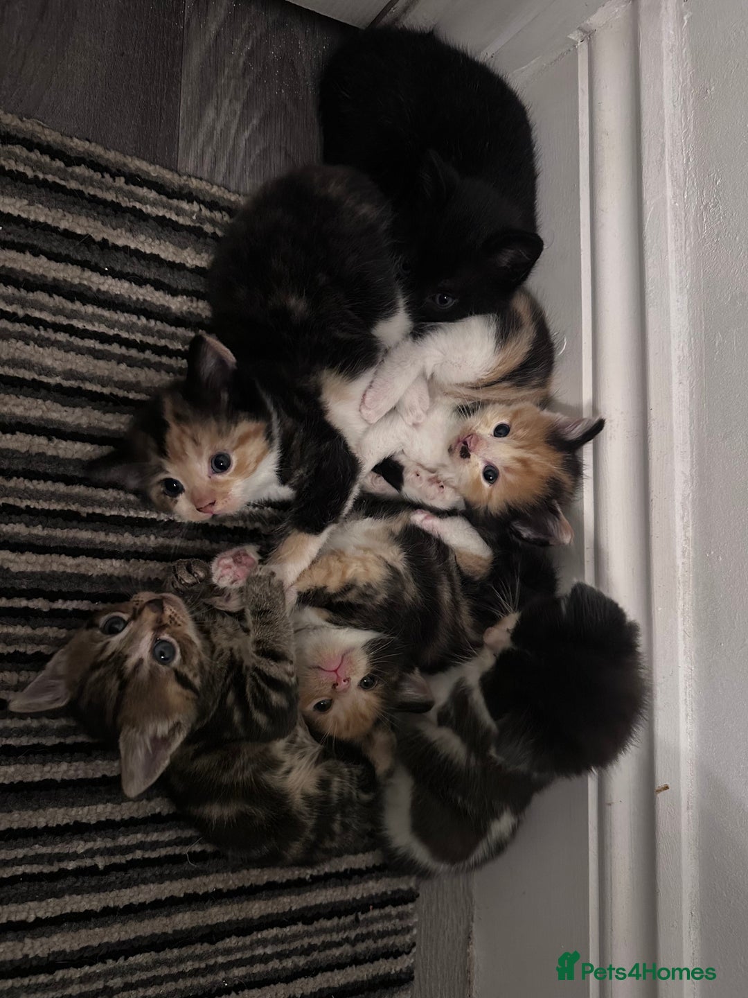 Mixed Breed cats for sale: 5 beautiful kittens for sale  - Image 6