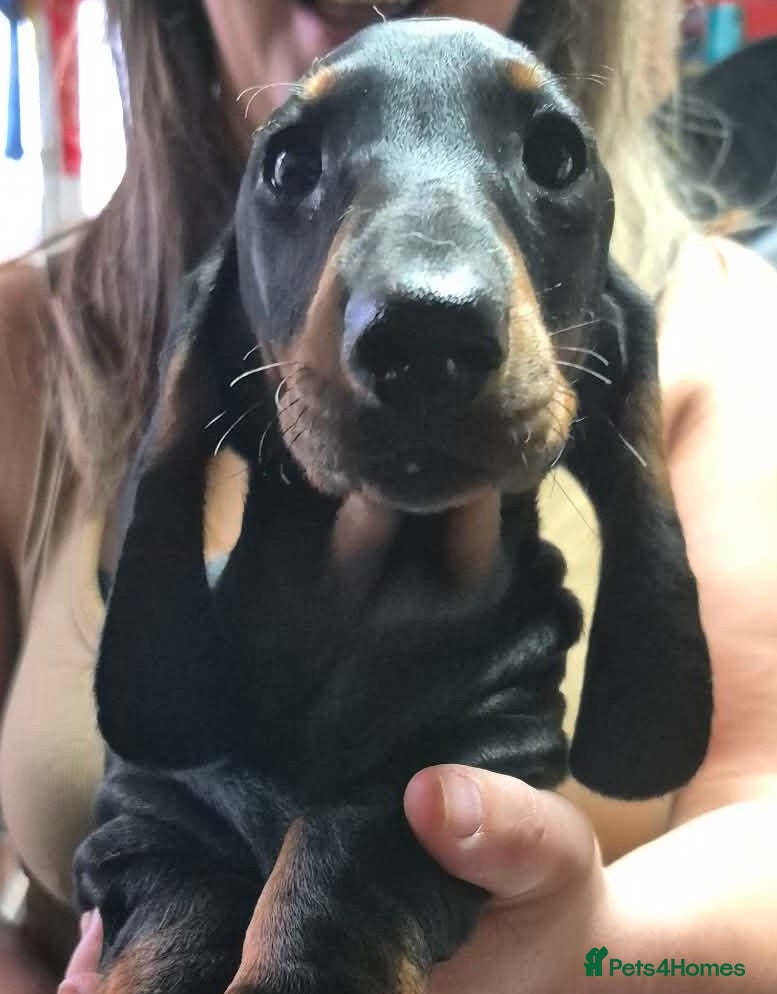 Dachshund dogs Standard Dachshund puppies  - Advert 9