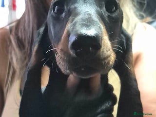 Dachshund dogs Standard Dachshund puppies - Advert 6