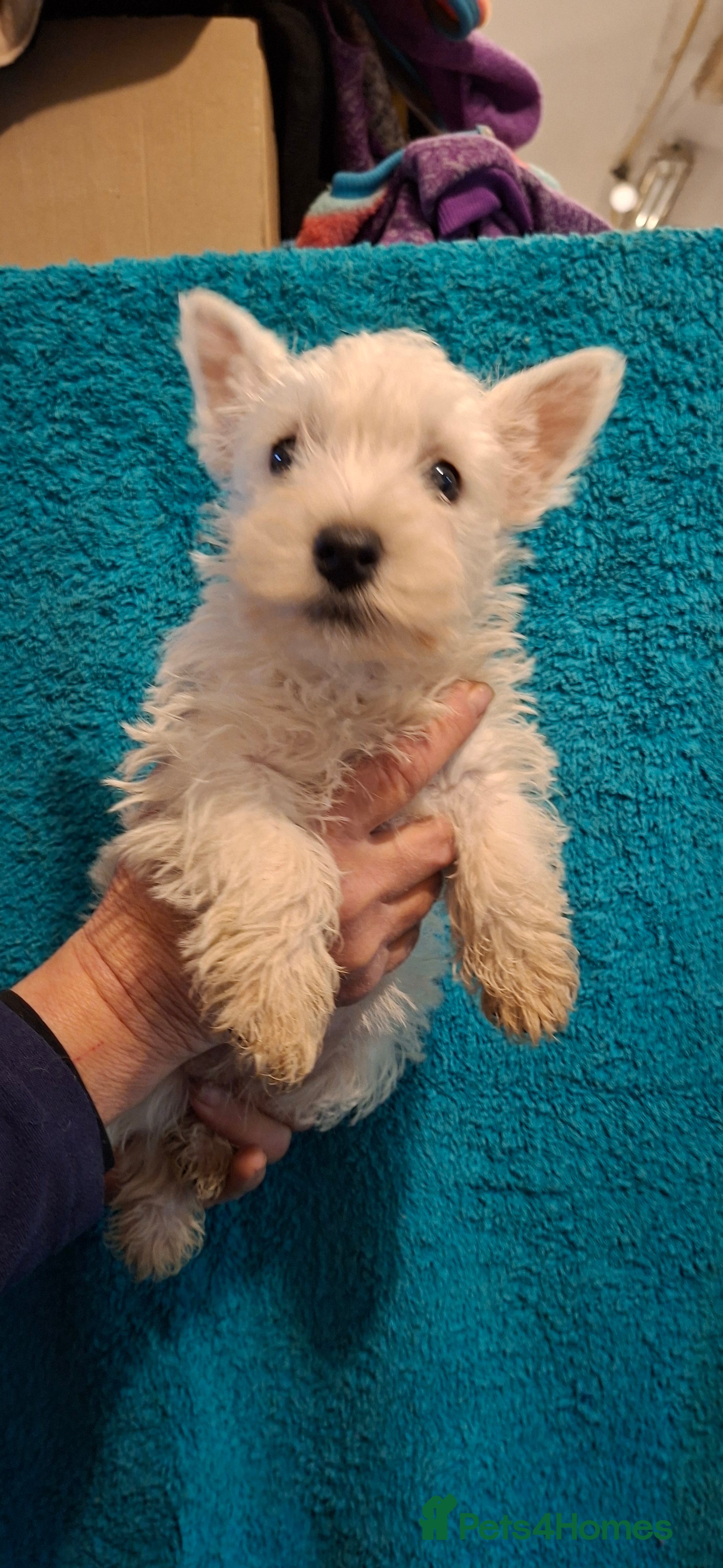 West Highland Terrier dogs Beautiful westies available - Advert 15