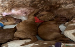 Cockapoo dogs for sale: F2 cockapoos 💖 - Image 4