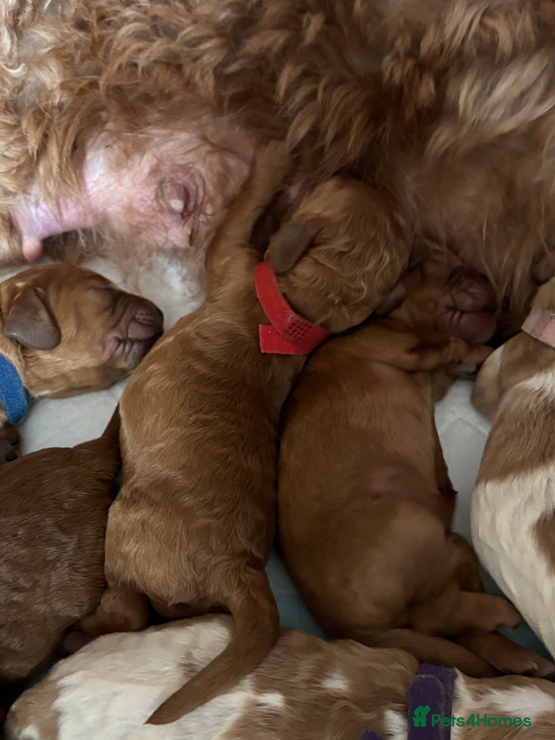 Cockapoo dogs for sale: F2 cockapoos 💖 - Image 4