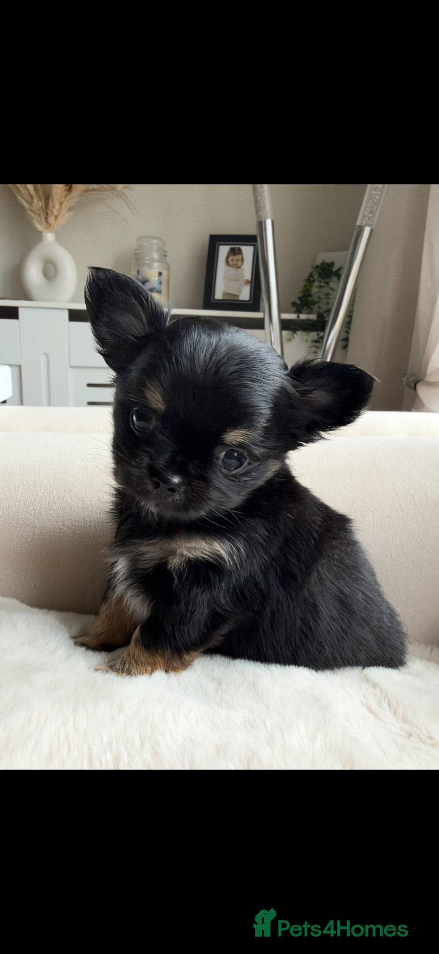 Chihuahua dogs Beautiful Longhair Chihuahuas  - Advert 2