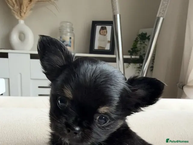 Chihuahua dogs Beautiful Longhair Chihuahuas - Advert 10