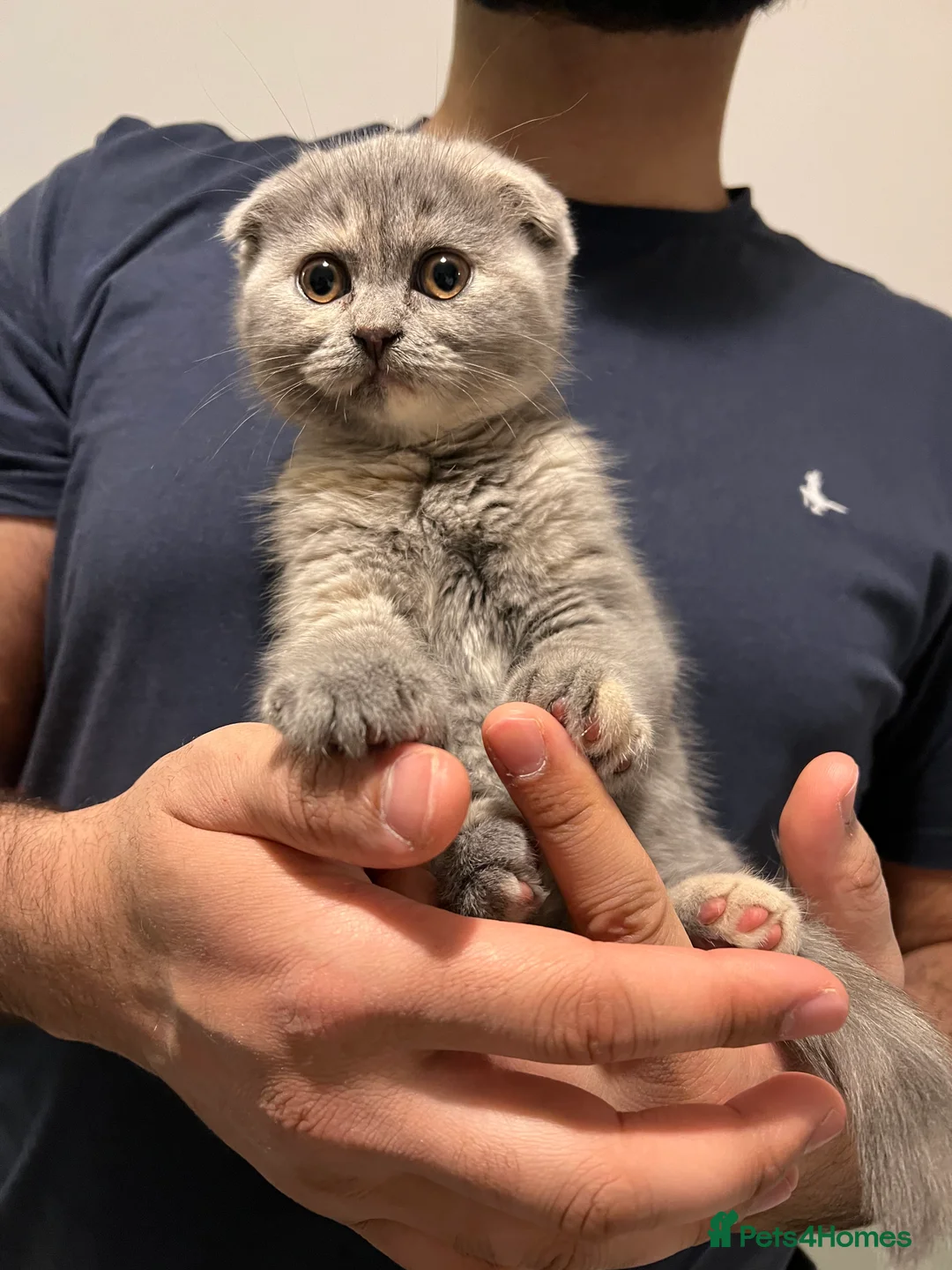 Scottish Fold cats for sale: BSH X SCOTTISH FOLD LAST FEMALE DILUTE CALICO - Advert 7