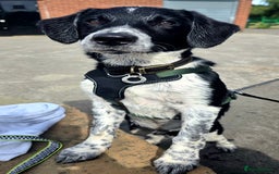 Borador dogs for sale: 6 Month Old Borador - Sad Sale - Image 4
