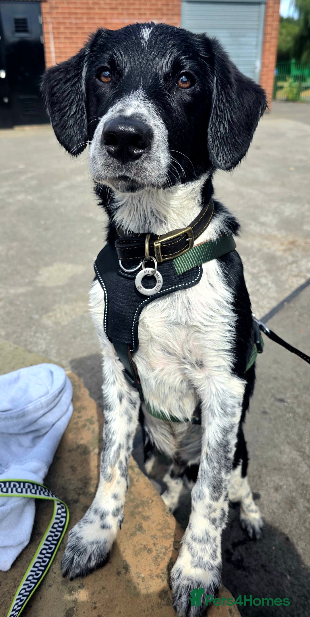 Borador dogs for sale: 6 Month Old Borador - Sad Sale - Image 4
