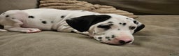 Dalmatian dogs for sale: beautiful dalmatian puppies - Advert 30