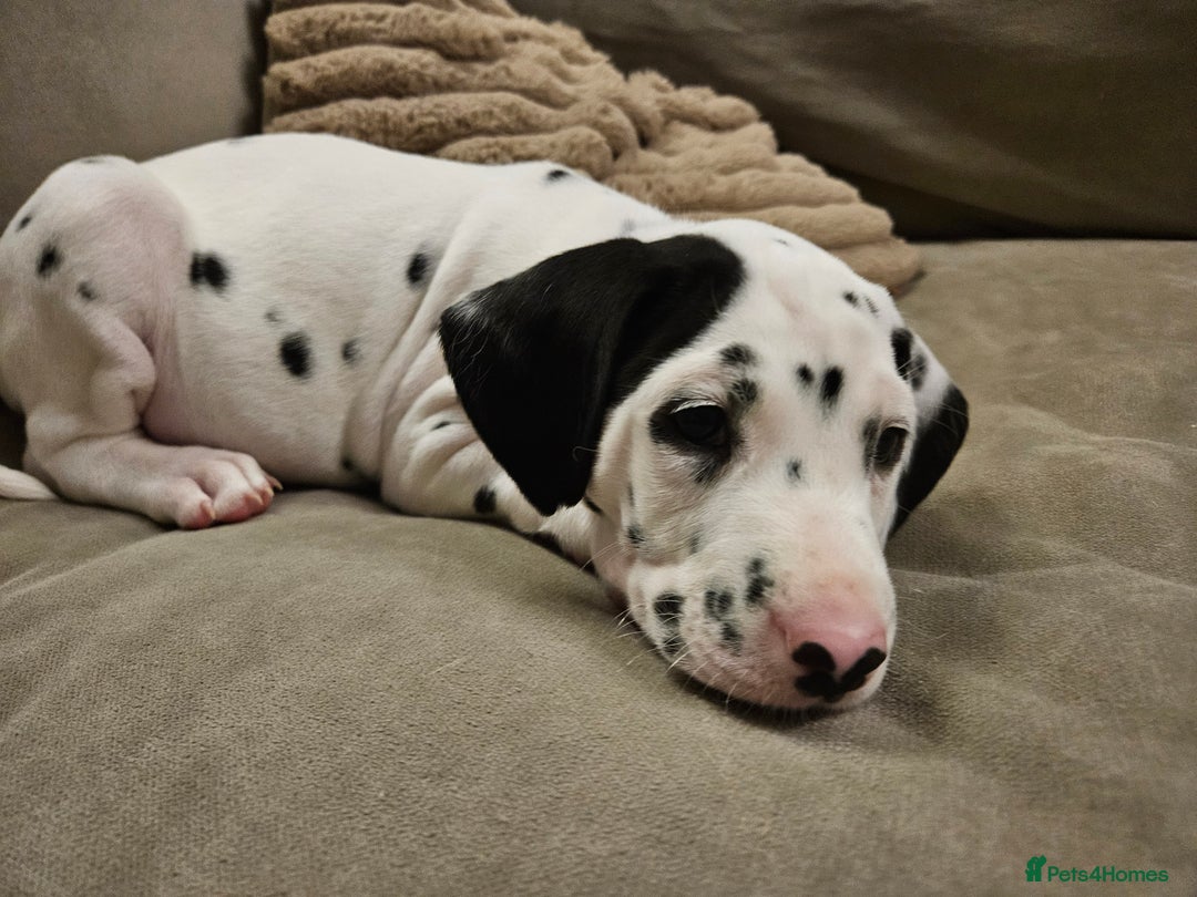 Dalmatian dogs for sale: beautiful dalmatian puppies - Advert 30