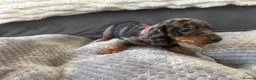 Miniature Dachshund dogs for sale: Miniature Daschund Pups for loving homes - Advert 22