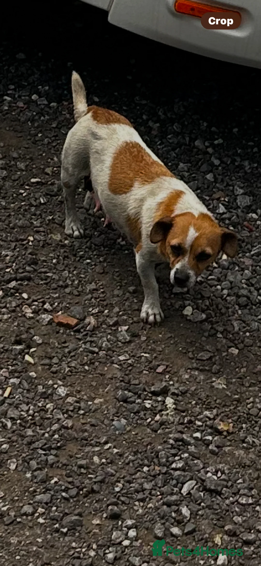 Jack Russell dogs for sale: Jack Russell puppies for sale  - Advert 23