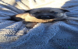 German Shepherd dogs for sale: German Shepherd poppers - Image 9