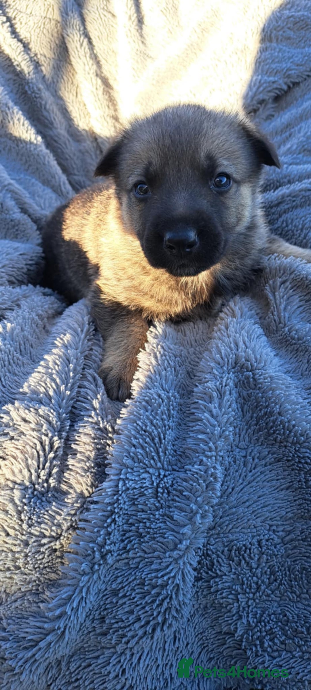 German Shepherd dogs for sale: German Shepherd poppers - Image 9