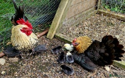 Chickens poultry for sale: Bantam family, hen, cockerel and 7 chicks - Image 5