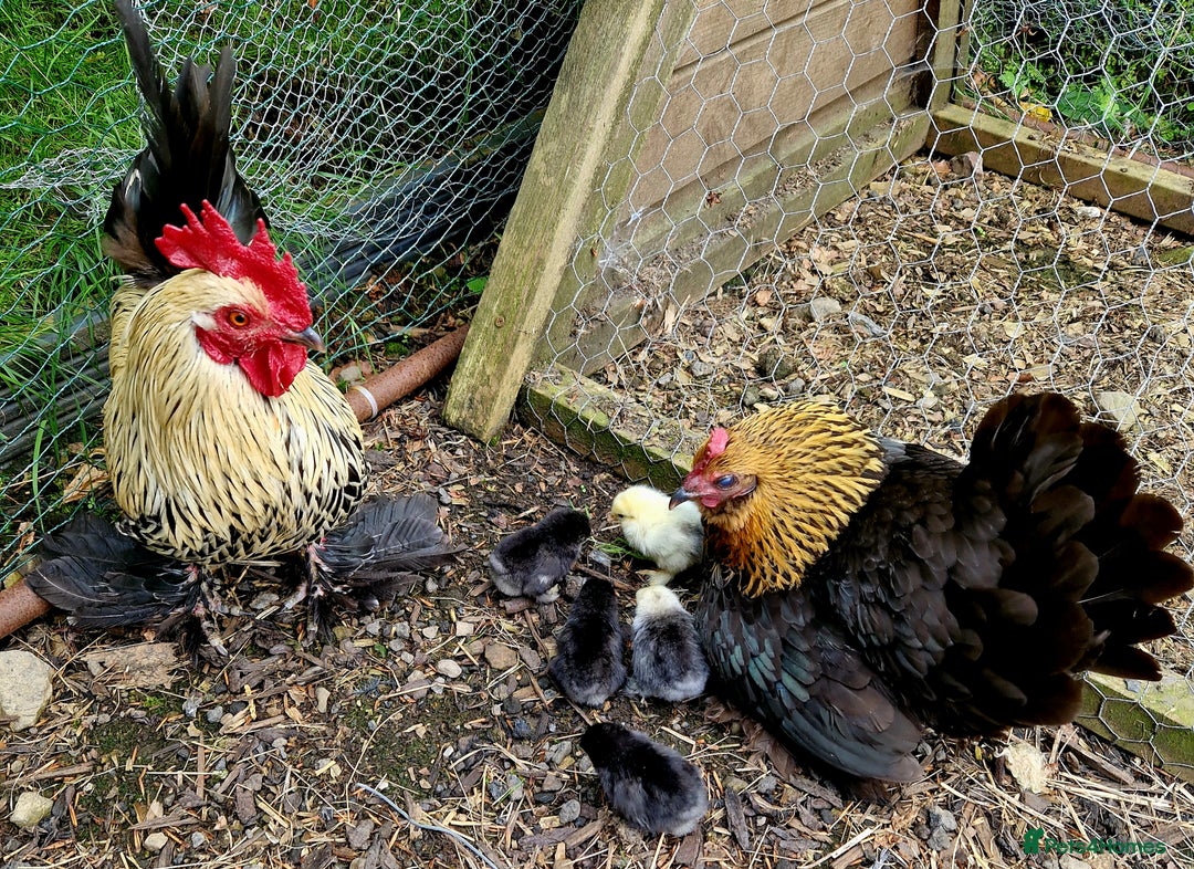 Chickens poultry for sale: Bantam family, hen, cockerel and 7 chicks - Image 5