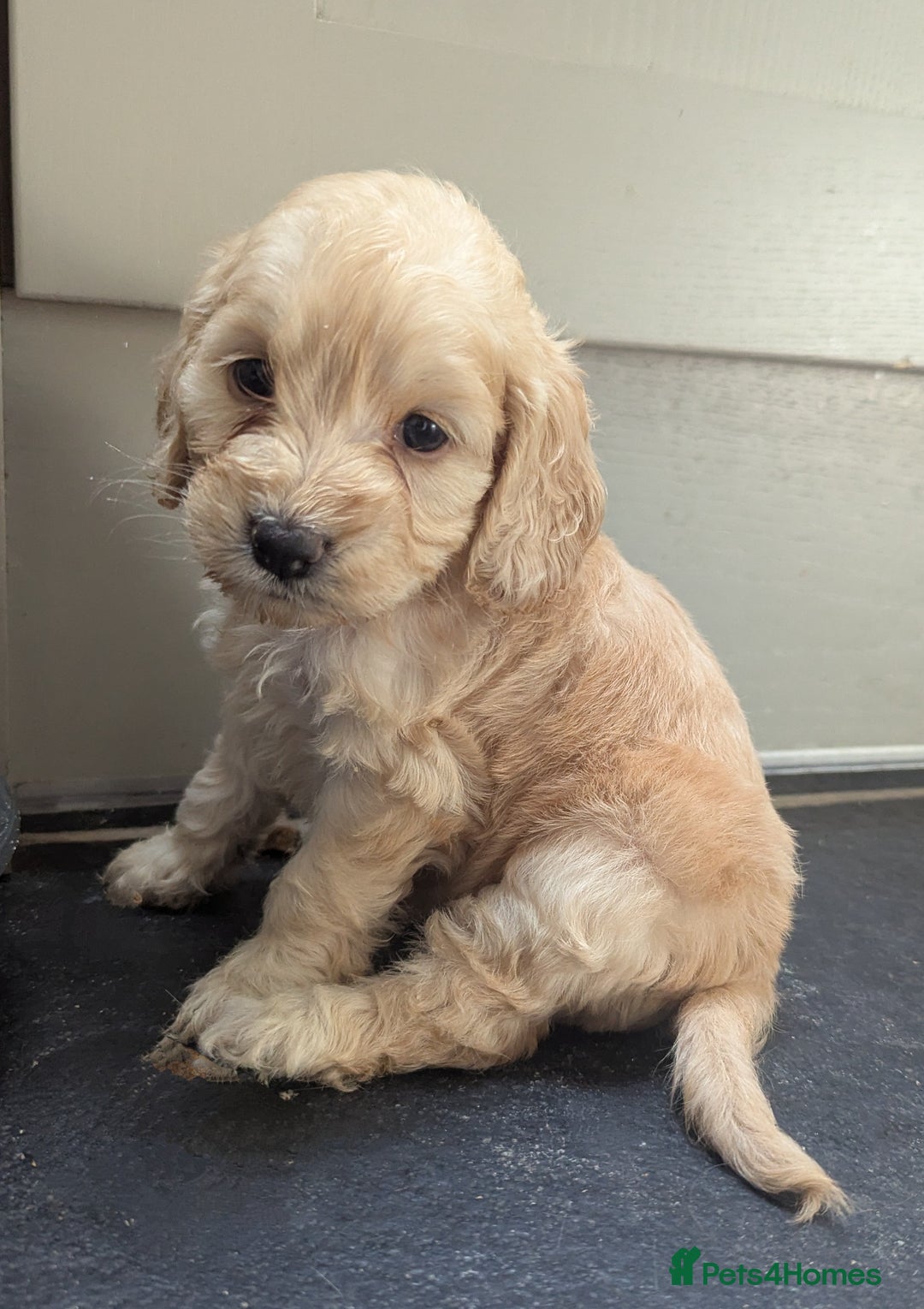 Cockapoo dogs for sale: Beautiful Cockapoo Puppies  - Image 16