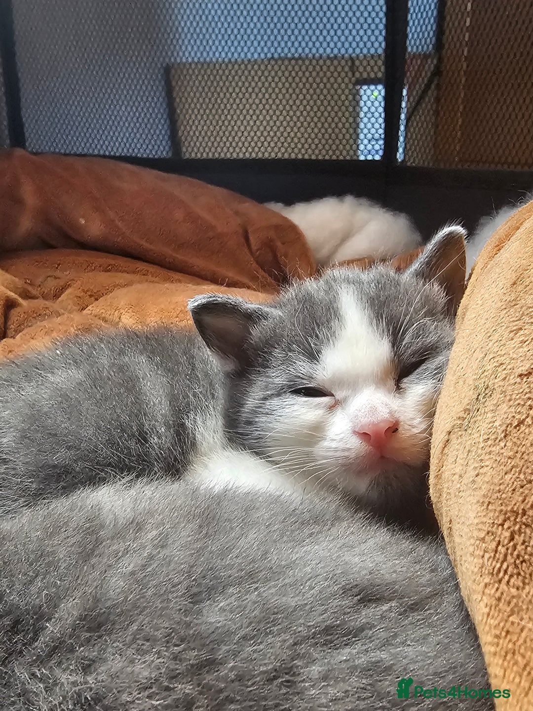 British Longhair cats for sale: Tabby mix kittens - Image 5