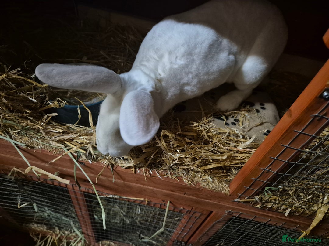 Rex rabbits for sale: REW Standard Rex Buck - Advert 7