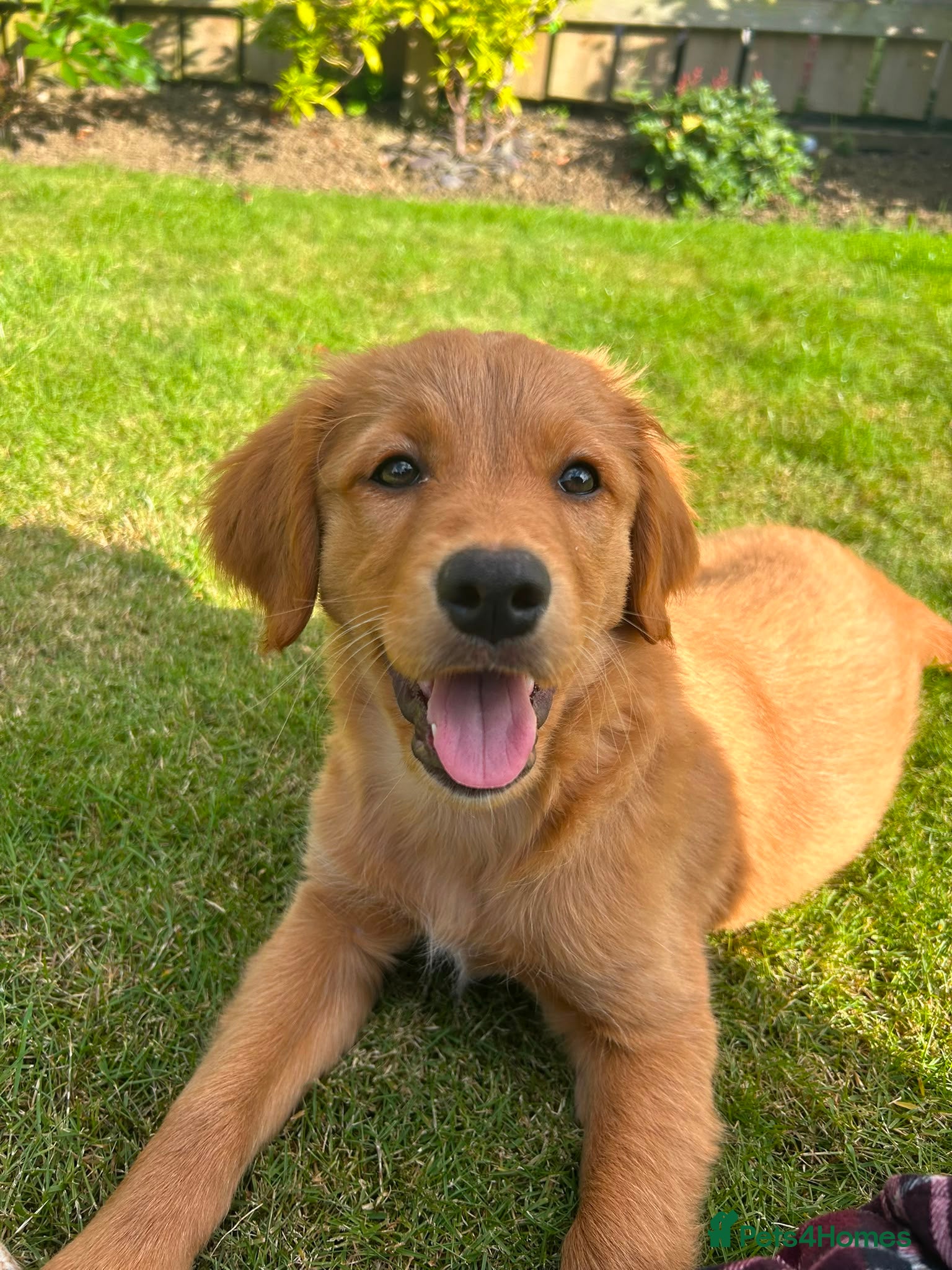 Mixed Breed dogs 💛 READY NOW Golden/Nova Scotia puppies 💛 - Advert 1