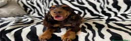 Cocker Spaniel dogs for sale: KC reg Show Cocker Spaniel Puppies in Rhyl - Advert 4
