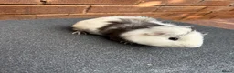 Guinea Pig rodents for sale: Guinea pigs looking for New Homes  - Advert 2
