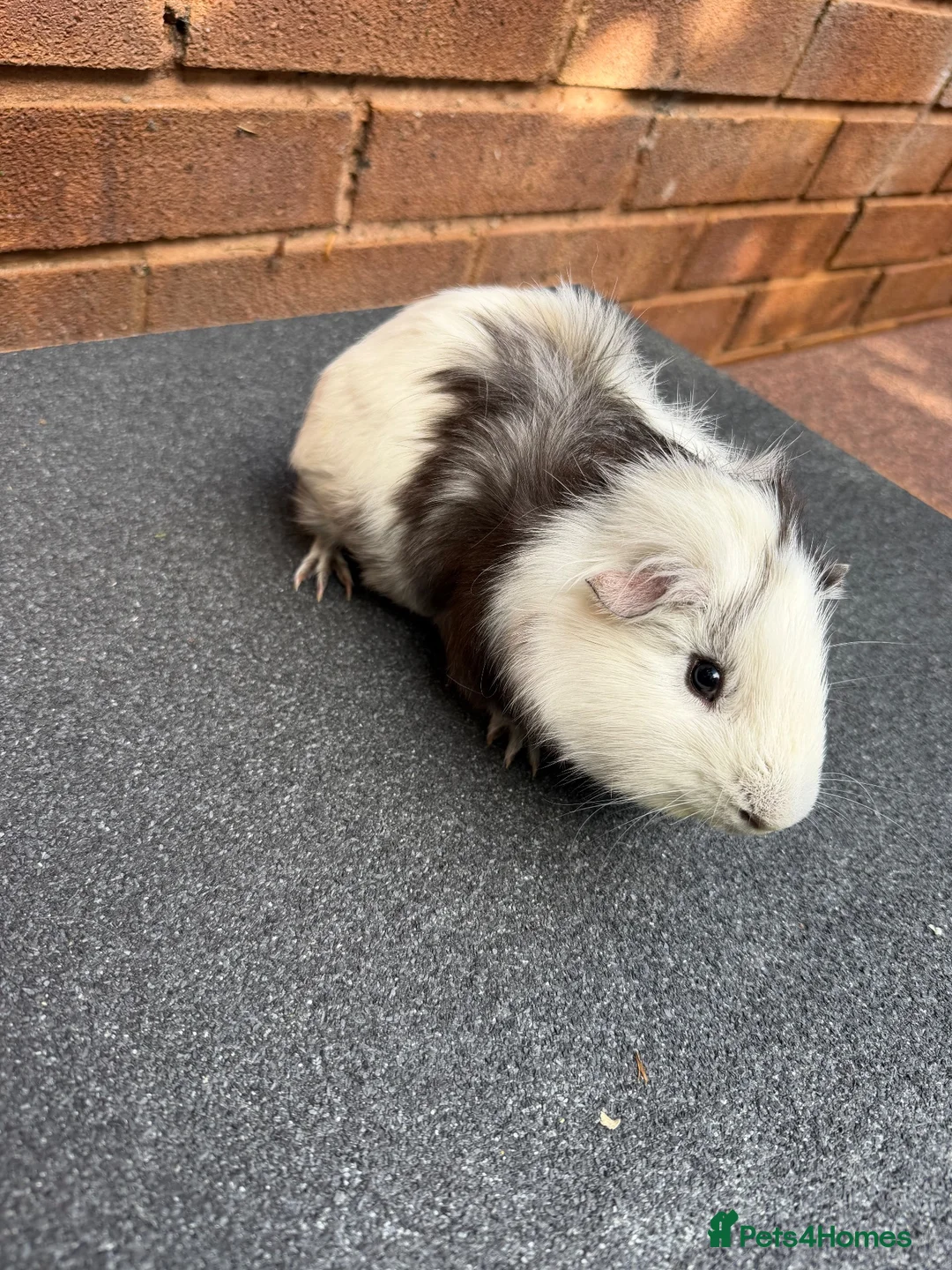 Guinea Pig rodents for sale: Guinea pigs looking for New Homes  - Advert 2