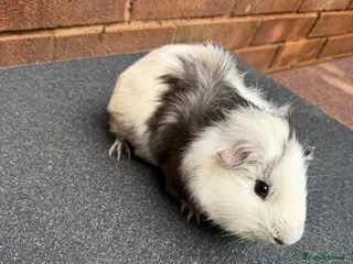 Guinea Pig rodents Guinea pigs looking for New Homes - Advert 4
