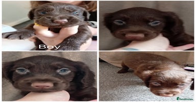 Cocker Spaniel dogs - Advert 3