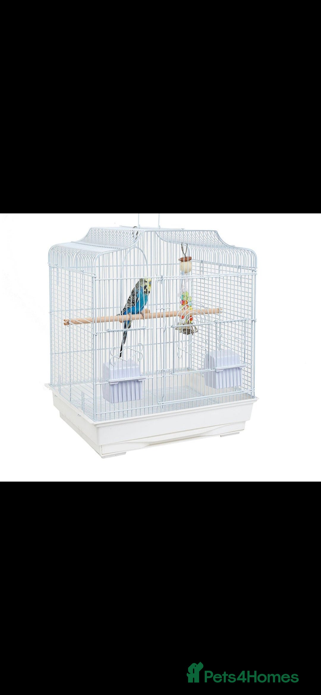 Budgerigars birds for sale: Baby Budgies £25, Male/Female £20/25Cockatiels £80 - Advert 5