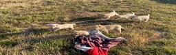 Labrador Retriever dogs for sale: Labrador golden puppies. KC registered  - Advert 7