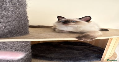 Ragdoll cats - Advert 10