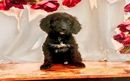 Cockapoo dogs for sale: Quality F1 Cockapoo Puppies GIRLS Various pricing  - Image 29