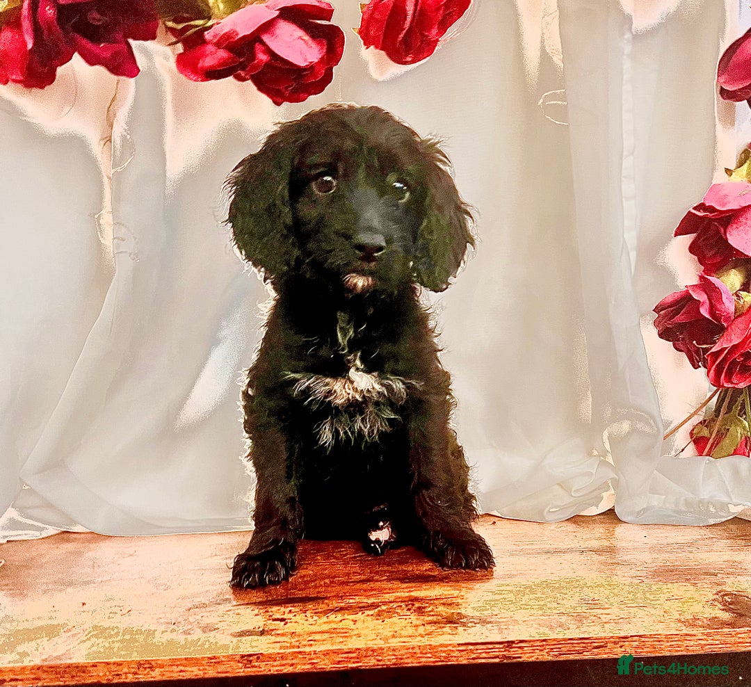 Cockapoo dogs for sale: Quality F1 Cockapoo Puppies GIRLS Various pricing  - Image 29