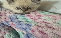 Ragdoll cats for sale: Ragdoll kitten - Image 4