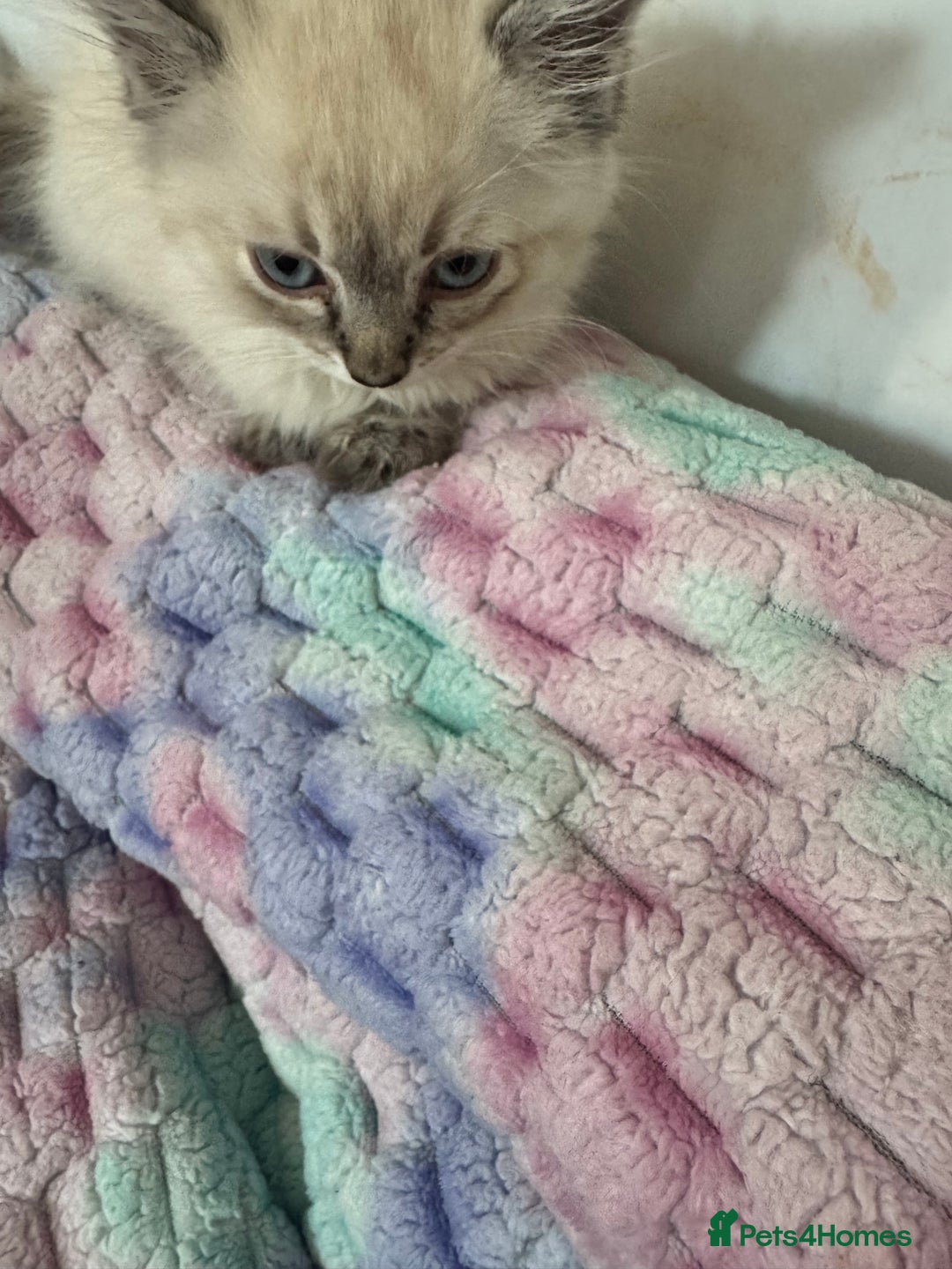 Ragdoll cats for sale: Ragdoll kitten - Image 4