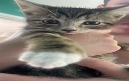 British Shorthair cats for sale: Kittens  - Image 9