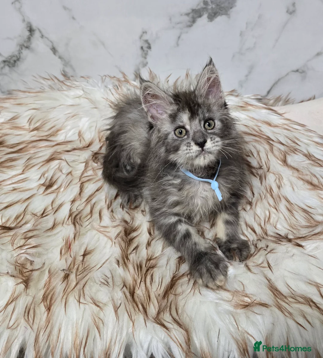 Maine Coon cats for sale: 4x Kittens MaineCoon Tica Registred  - Advert 15