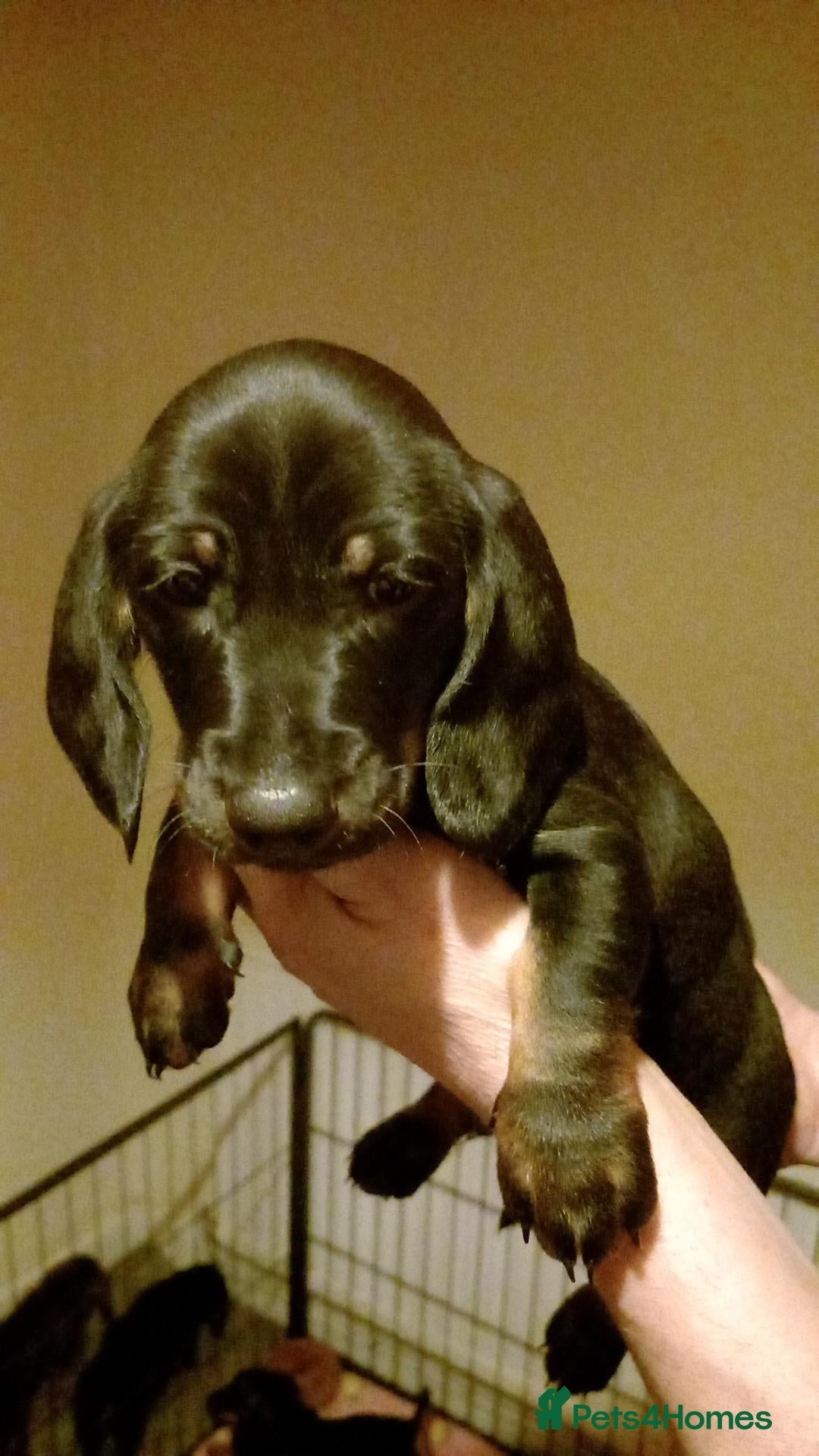 Dachshund dogs for sale: Dachshund puppies - Advert 4