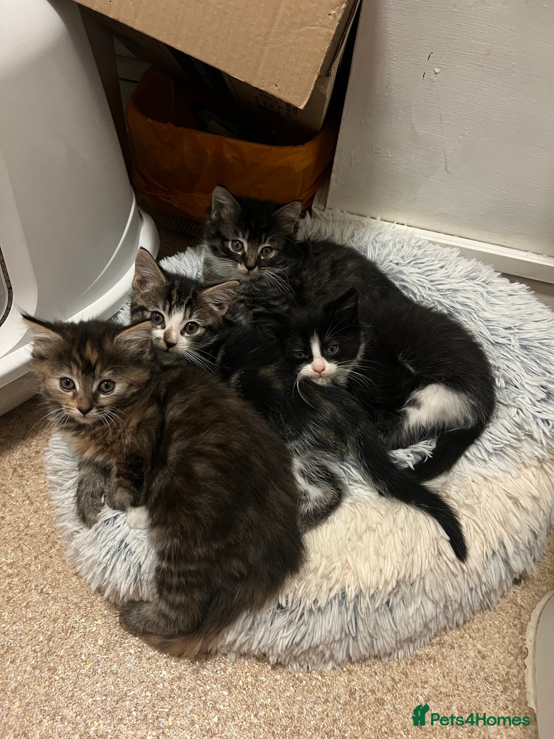 Mixed Breed cats for sale: Cheap Kittens for sale  (Ready to go asap) - Advert 1
