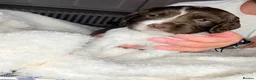 English Springer Spaniel dogs for sale: KC Registered English Springer Spaniel Puppies - Advert 14