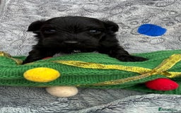 Yorkiepoo dogs for sale: Yorkiepoos - Advert 3