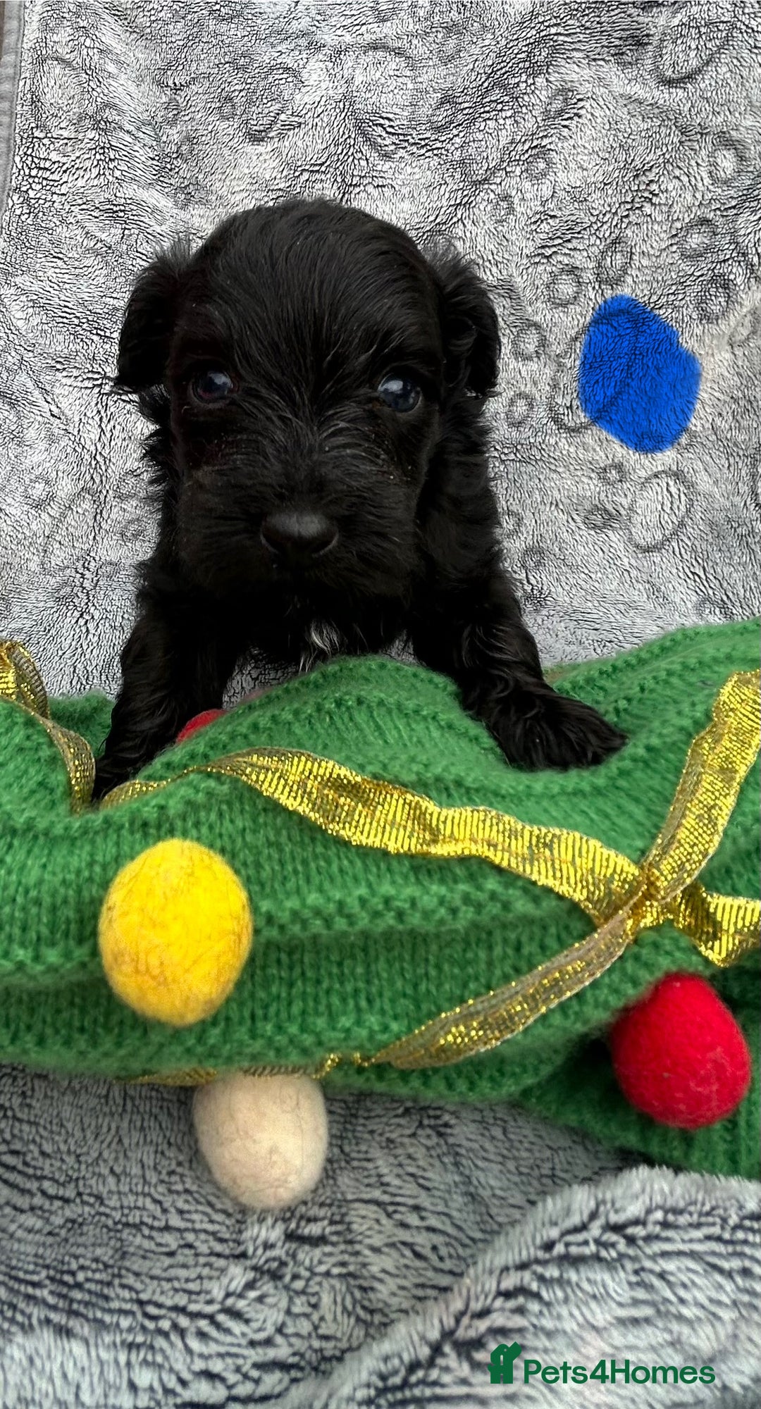 Yorkiepoo dogs for sale: Yorkiepoos - Advert 3