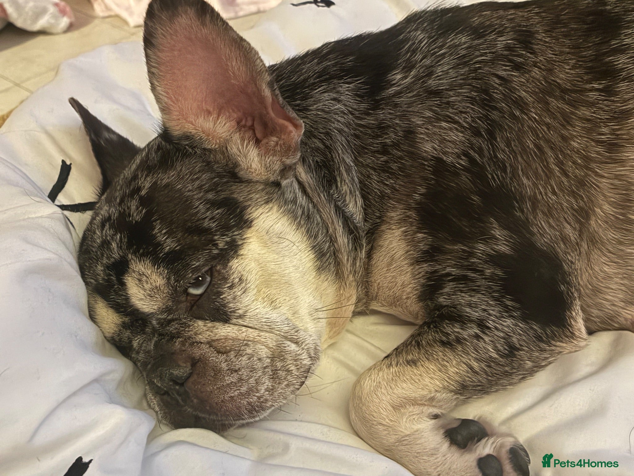 French Bulldog dogs French bulldog for sale - Advert 1