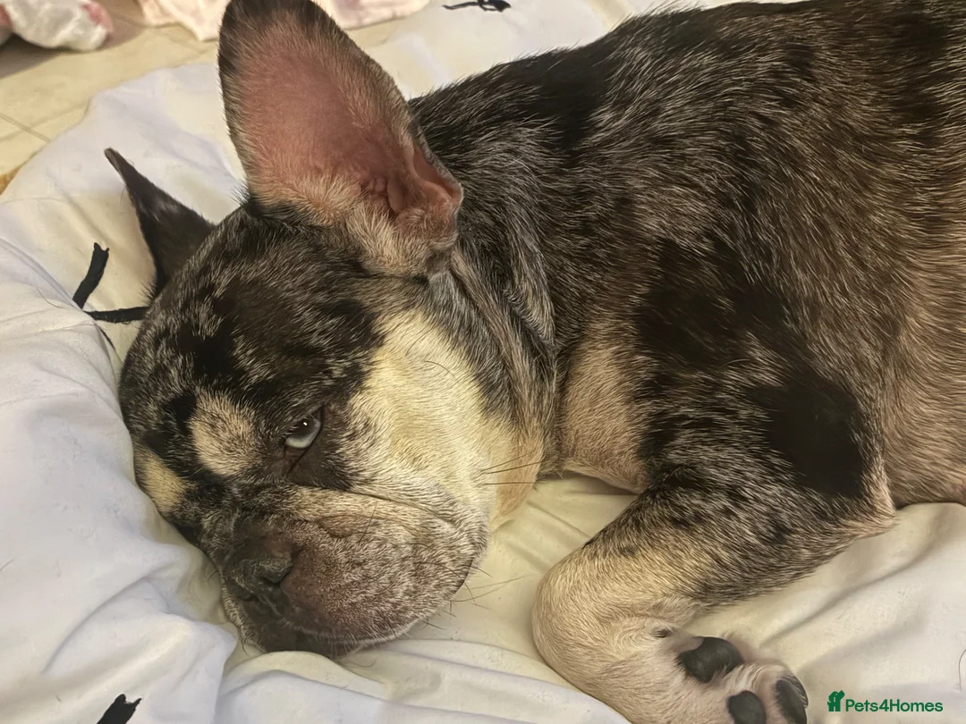 French Bulldog dogs for sale: French bulldog for sale in Bedford - Advert 1
