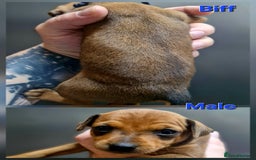 Miniature Pinscher dogs for sale: Miniature Pinscher puppies! - Image 3